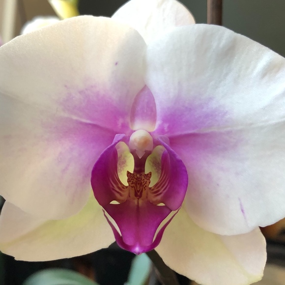 Meet your Posher, Jeanette - Picture 1 of 1